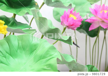 蓮の花 蓮の花 9801729
