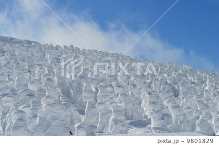 山形蔵王の樹氷群 9801829