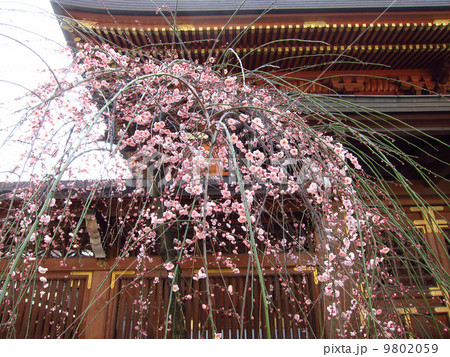 湯島天神の梅　 9802059