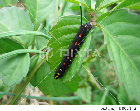 セスジスズメ幼虫 9802142