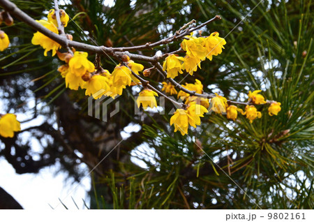 黄色いロウバイの花（埼玉県深谷市） 9802161