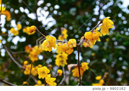 黄色いロウバイの花（埼玉県深谷市） 9802162