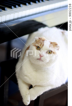 ピアノとリラックスする猫 9802238
