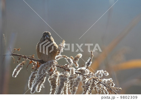 ベニマシコ雌の採餌 9802309