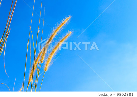 steppe grass against blue sky 9802381