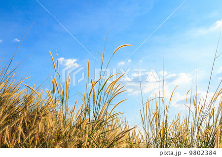 steppe grass against blue sky 9802384