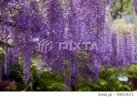 藤の花 藤の花 9802623