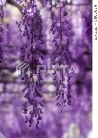 藤の花 藤の花 9802624
