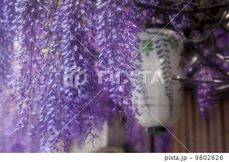 藤の花 9802626