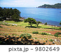 海が見える段々畑 9802649