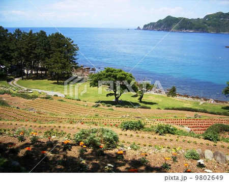 海が見える段々畑 9802649