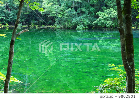 龍ヶ窪の池 龍ヶ窪の池 9802901