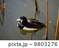 キンクロハジロ 9803276