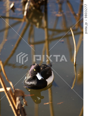 キンクロハジロ 9803277