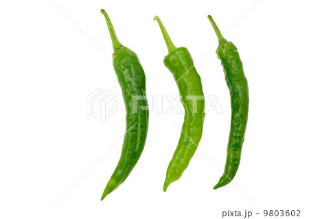 シシトウ 9803602