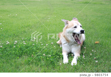 芝生の上であくびをしながらくつろぐ犬の写真素材