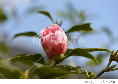 紅白絞りのツバキ 紅白絞りのツバキ 9804250