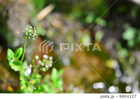 佐賀のぺんぺん草 佐賀のぺんぺん草 9804327