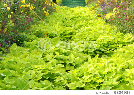 イポメア・テラスライム（浜名湖ガーデンパークにて） 9804982