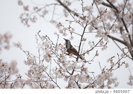 ヒヨドリと桜 ヒヨドリと桜 9805007