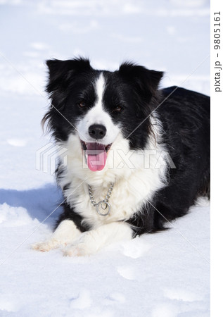 雪がまぶしい… 雪がまぶしい… 9805161