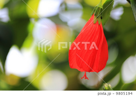Turk's-cap 9805194