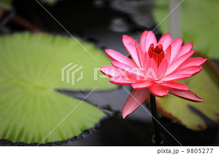 Pride of California Pride of California 9805277