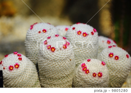 Mammillaria albilanata 9805280