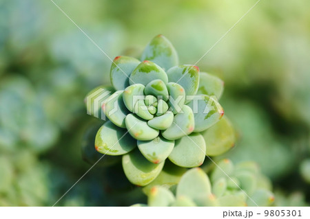 Sedum‘Rotty’ Sedum‘Rotty’ 9805301