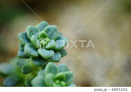 Sedum‘Rotty’ 9805302