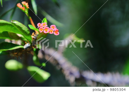 Christ Plant/Crown of thorns Christ Plant/Crown of thorns 9805304