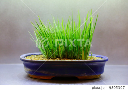 Japanese sweet flag Japanese sweet flag 9805307