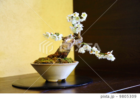 Bonsai’Japanese apricot’ Bonsai’Japanese apricot’ 9805309