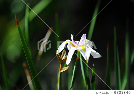 Japanese Iris/Hanashobu Japanese Iris/Hanashobu 9805340