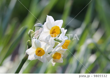 ニホンズイセン 9805532