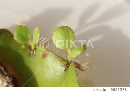 ハカラメ ハカラメ 9805578