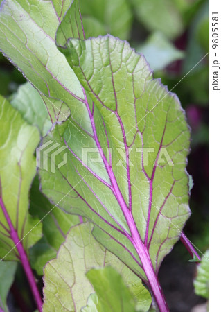 コウサイタイ 9805581