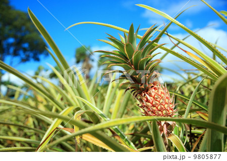 パイナップル 9805877
