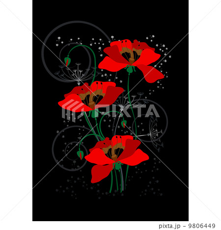 Red poppies on a black background Red poppies on a black background 9806449