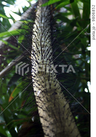 オビレハリクジャクヤシ オビレハリクジャクヤシ 9806852