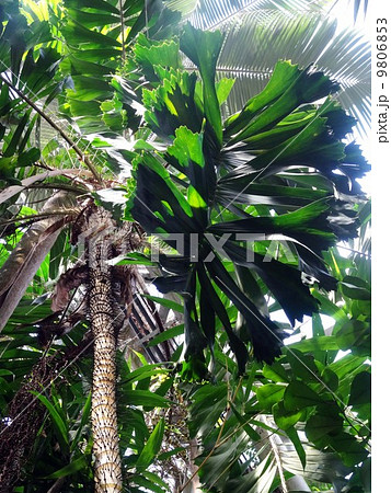 オビレハリクジャクヤシ 9806853
