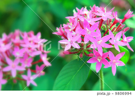 ペンタス（ピンク） 9806994