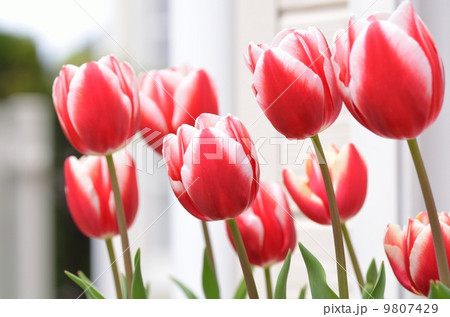 チューリップ 9807429