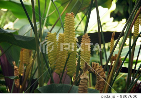 カラテア・クロタリフェラ　の苞と花 9807600