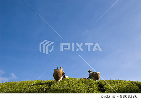 tea farmers 9808336
