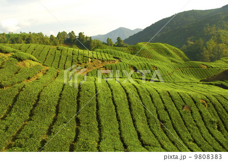 tea plantation 9808383