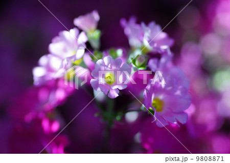 わがままな美人 9808871