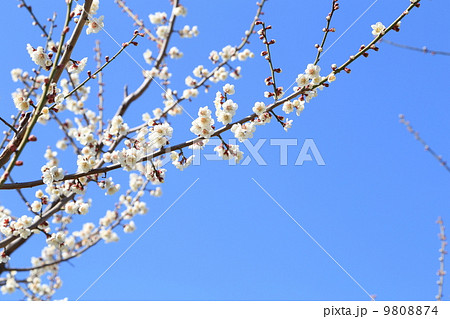 青空と白梅 9808874