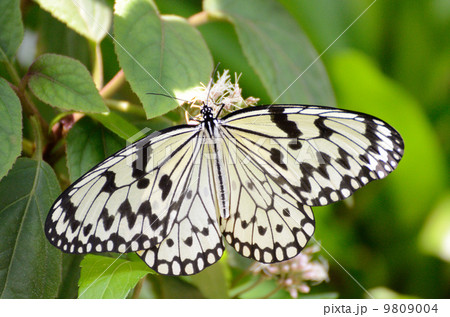 オオゴマダラ オオゴマダラ 9809004
