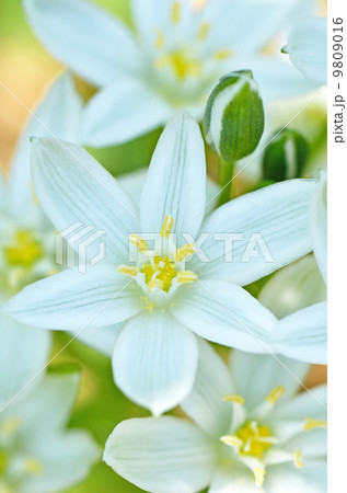 オーニソガラム オオアマナ スターオブベツレヘム Star Of Bethlehemの写真素材